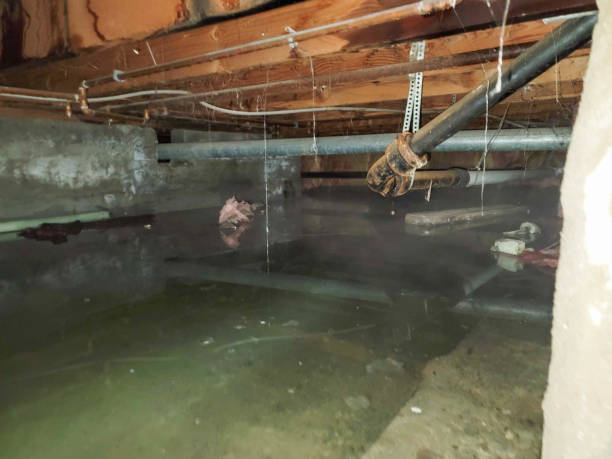 Best Professional water damage repair  in Lawrenceburg, KY